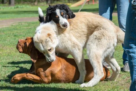 Fighting of three dogs Stock Photos