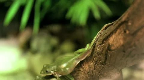 Fighting tree frogs Video stock 21138743