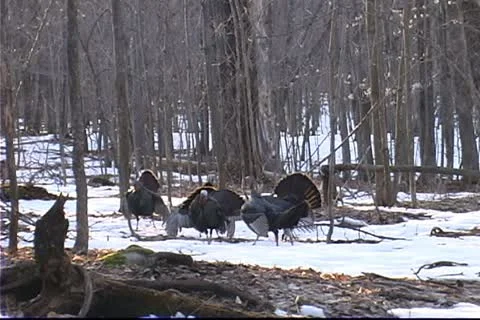 Fighting Turkeys Stock Footage 12295584