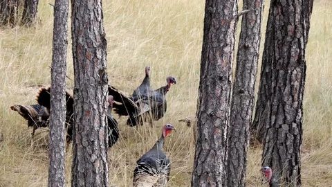 Fighting Turkeys Trying to Spur Each Other, good fighting calls Stock Footage 128441904