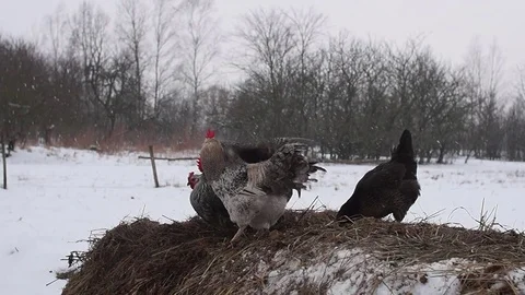 Fighting two cocks for a chicken. Stock Footage 85348417