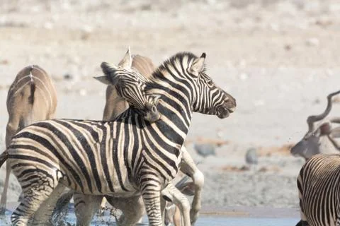 Fighting Zebras in namibia Stock Photos