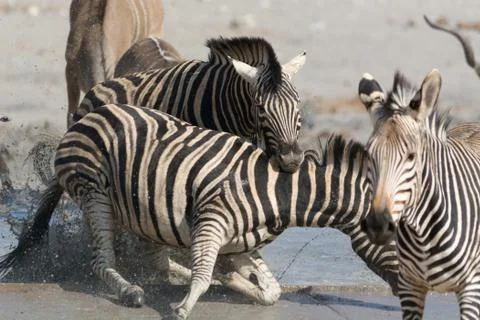 Fighting zebras Stock Photos