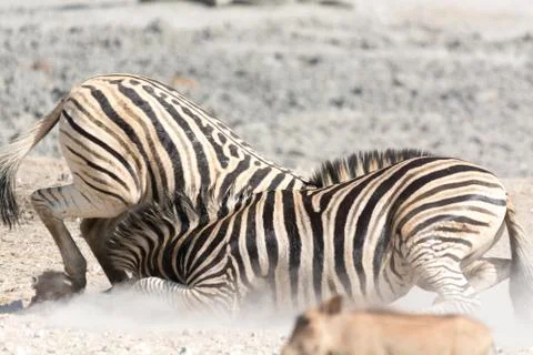Fighting zebras Stock Photos