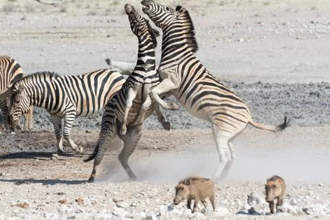 Fighting Zebras Stock Photos