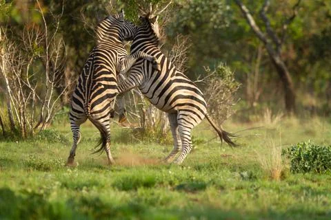 Fighting Zebras Stock Photos