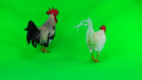Fights of two cocks on a green background Stock Footage 89125608
