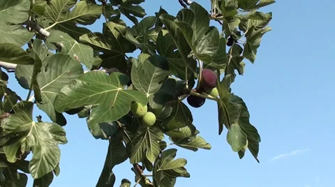 Figs against the blue sky Stock Footage 27852987