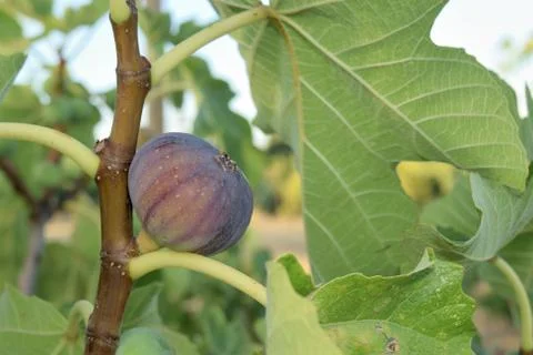 Figs almost ripe still on the tree Photos