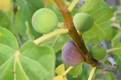 Figs almost ripe still on the tree Photos