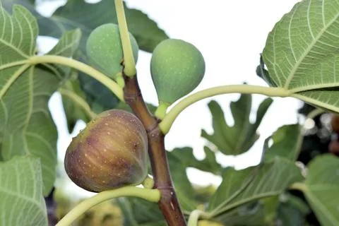Figs almost ripe still on the tree Stock Photos