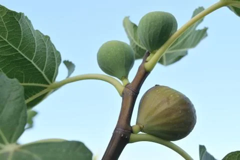 Figs almost ripe still on the tree Stock Photos