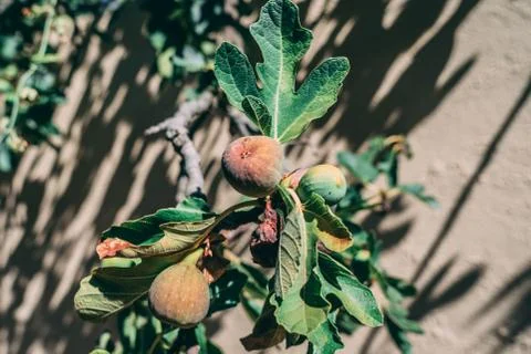 Figs and Fig Tree Leafs Stock Photos