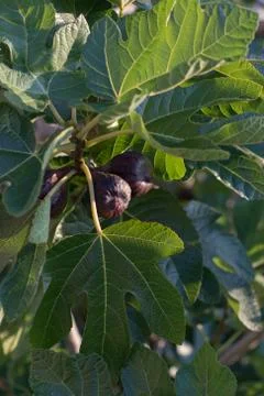 Figs on the branch of a fig tree Stock Photos