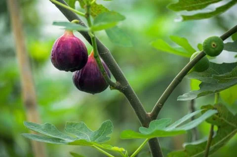 Figs on the branch of a fig tree Stock Photos