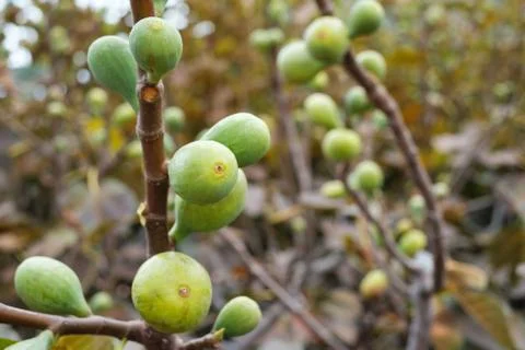 Figs on the branch of a fig tree , Stock Photos