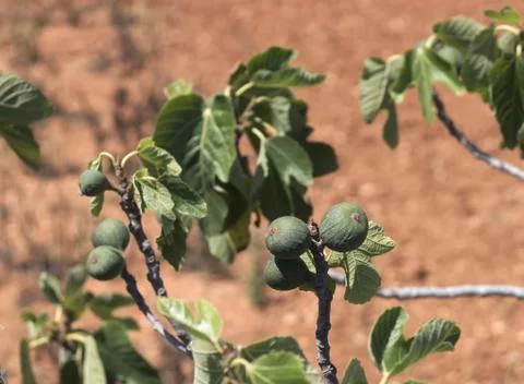 Figs on the branch of a fig tree 库存照片
