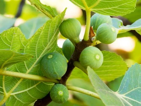 Figs on the branch of a fig tree Stock Photos