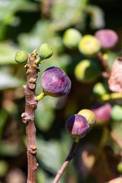 Figs on the branch of a fig tree Stock Photos