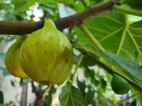 Figs on the branch of a fig tree Stock Photos