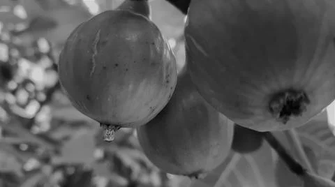 Figs on the branch of a fig tree Stock Photos