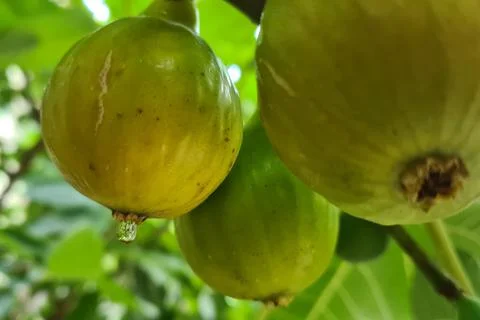 Figs on the branch of a fig tree Stock Photos