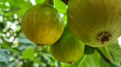Figs on the branch of a fig tree Stock Photos