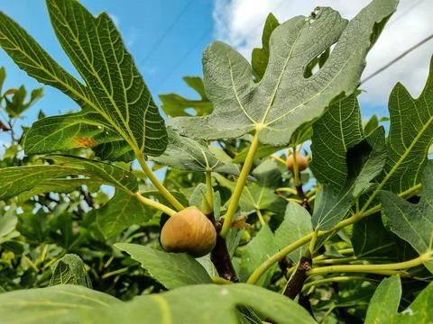 Figs on the branch of a fig tree Stock Photos