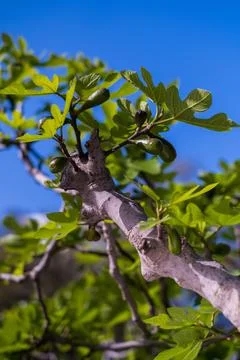 Figs on the branch of a fig tree Stock Photos
