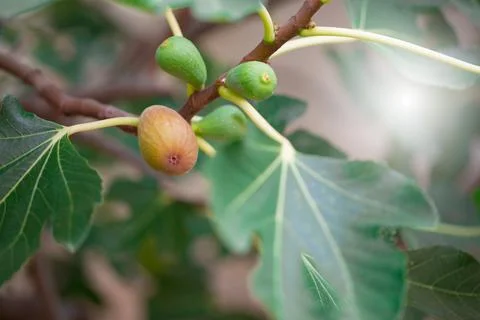 Figs on the branch of a fig tree Stock Photos