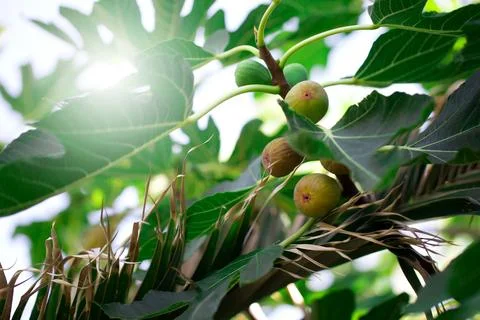 Figs on the branch of a fig tree Stock Photos