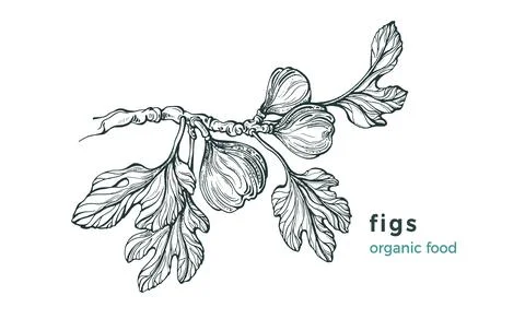 Figs branch. Vector nature tree, raw fruit, leaves on white background. Art h Stock Illustration