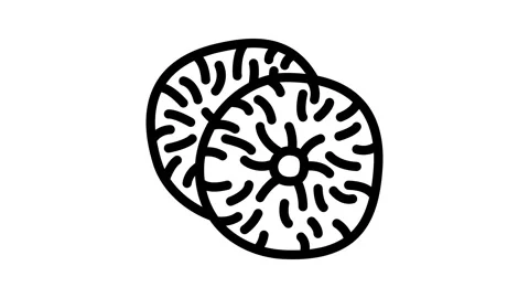 Figs dried fruit line icon animation Stock Footage 326764529