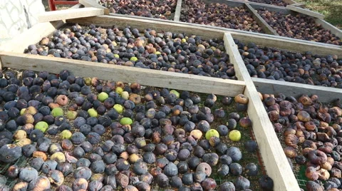 Figs drying in the sun Stock Footage 55013388