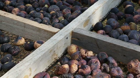 Figs drying in the sun Stock Footage 55047232