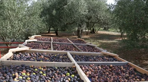 Figs drying in the sun on the mesh Stock Footage 55094029