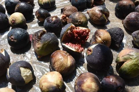 Figs drying in the sun Stock Photos