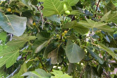 Figs on fig tree branch Stock Photos