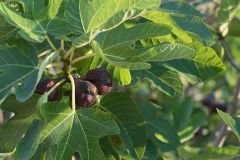 Figs on a fig tree Stock Photos
