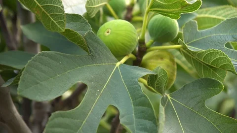 Figs Stock Footage 94064274