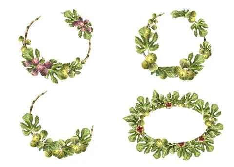Figs fruit circle frame set. Branch ripe violet fig with green leaves wreath Stock-Illustration