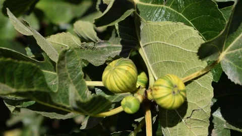 Figs fruit  库存影片 133916780