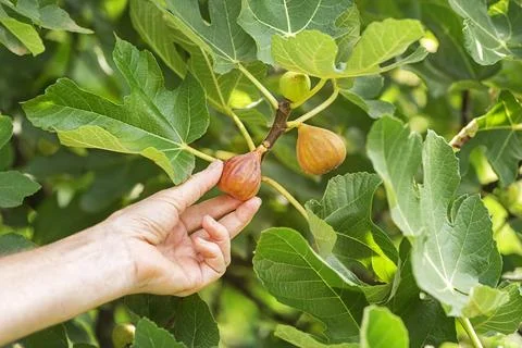 Figs fruit picking from tree Stock Photos