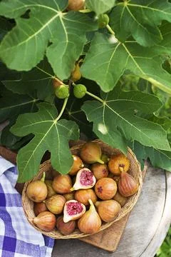 Figs fruit picking from tree Stock Photos