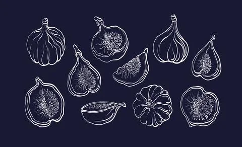 Figs fruit set. Vector art line illustration. Natural sweet food, organic jam Stock Illustration
