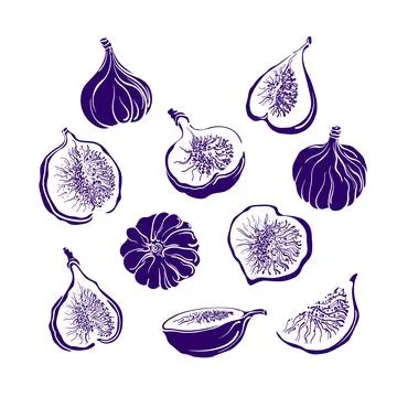Figs fruit set. Vector monochrome shape. Fresh food, juicy pulp. Collection i Stock Illustration
