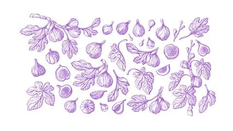 Figs fruit set. Vector vintage hand drawn isolate Stock Illustration