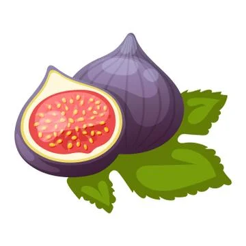 Figs fruits vector Stock Illustration