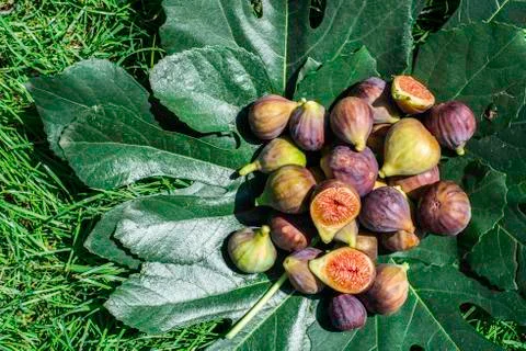 Figs on green leaf Stock Photos