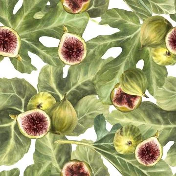 Figs with green leaves seamless pattern. Realistic watercolor whole and sliced Stock Illustration